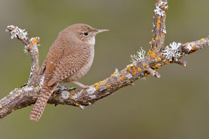 Крапивник птица