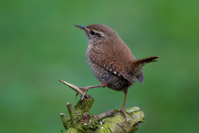 Крымский крапивник