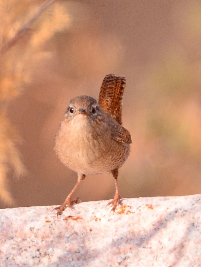 Болотный короткоклювый крапивник