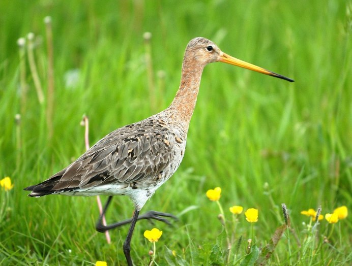 Calidris pusilla