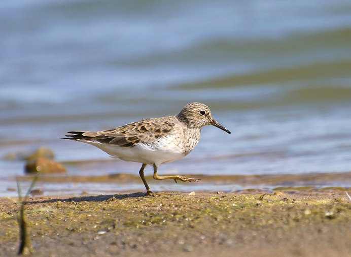 Temminck's stint (Calidris temminckii)
