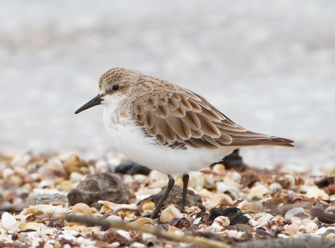 Calidris tenuirostris