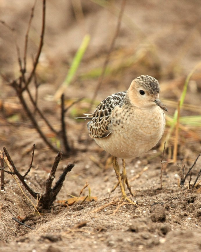 Temminck's stint (Calidris temminckii)