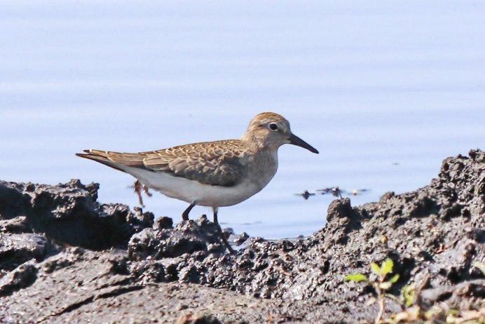 Rock Sandpiper