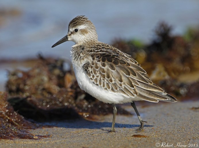 Белохвостый песочник (Calidris temminckii)