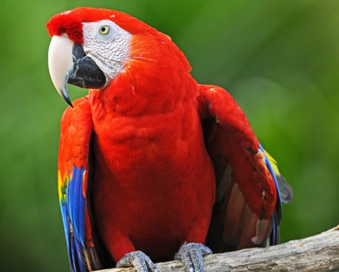 Scarlet Macaw