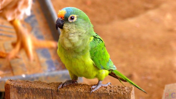 Psittaculirostris desmarestii