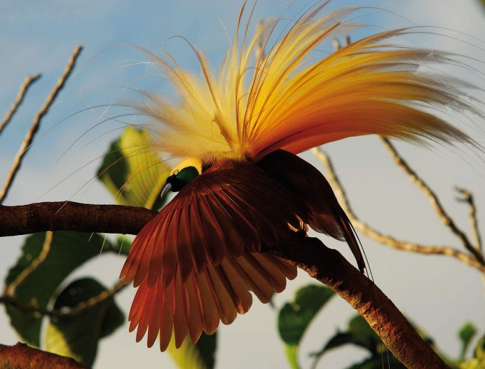 Paradisaea Rudolphi