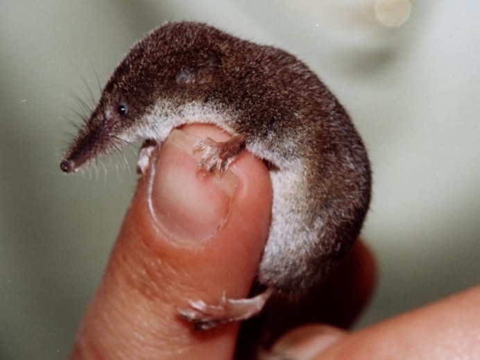 White-toothed Pygmy Shrew