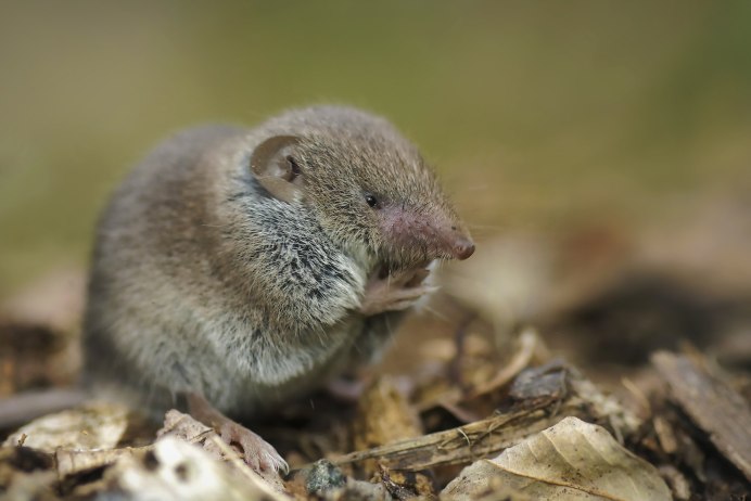 Sorex coronatus