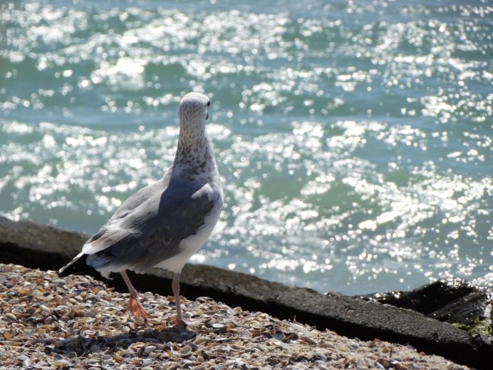 Чайка Черноморская Чайка