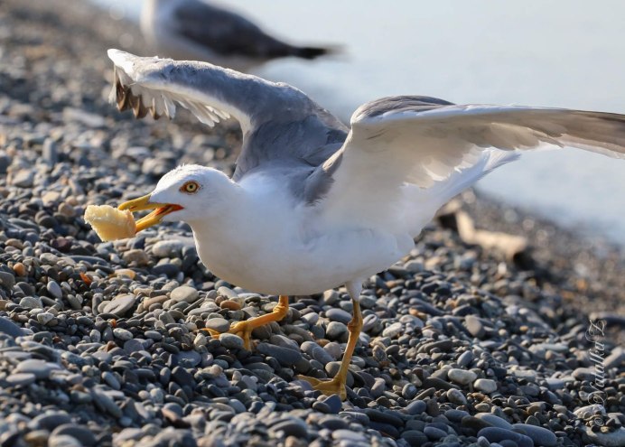 Чайка Баклан Крымский