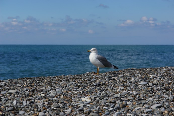 Морской Бриз Утриш