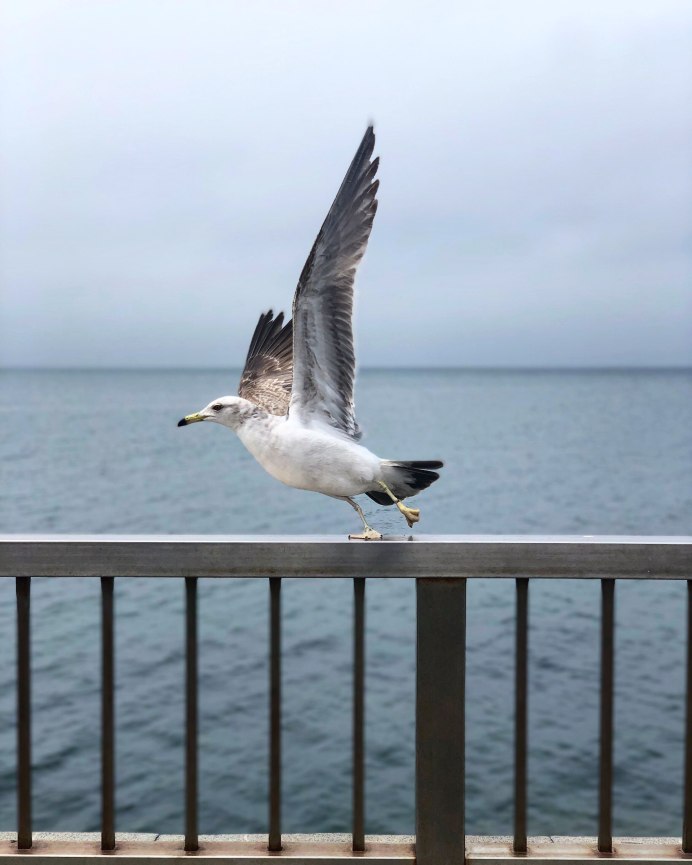 Черноморская крупная Чайка