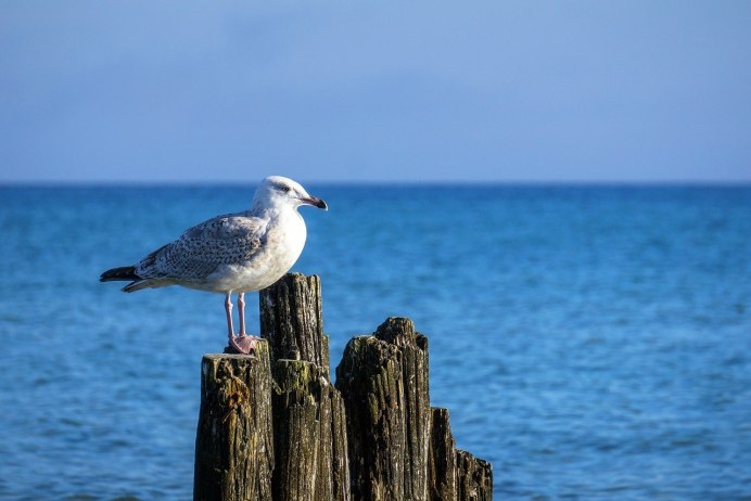 Птицы черного моря Альбатрос