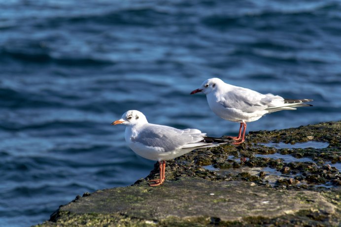 Чайка Черноморского побережья