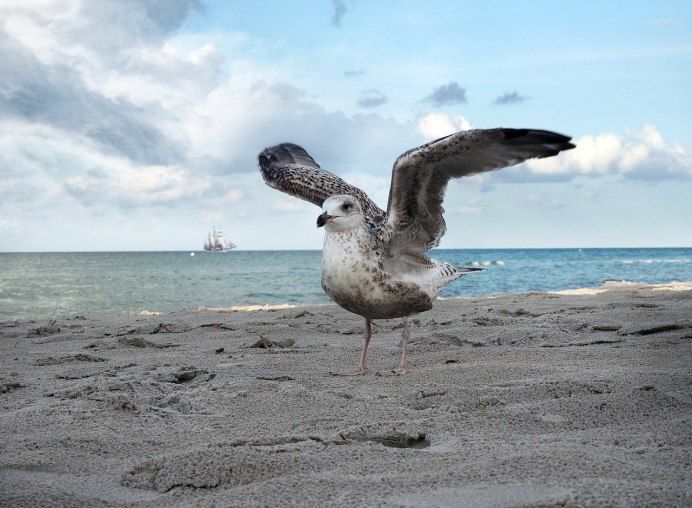 Чайка Черноморского побережья