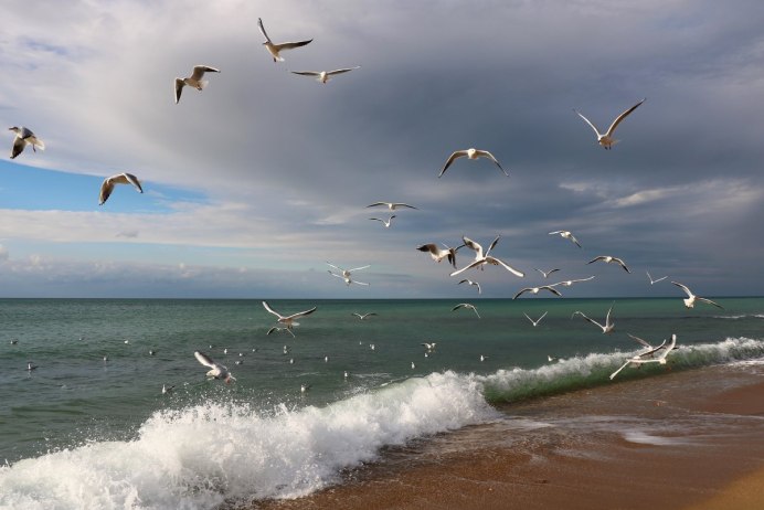 Альбатрос и Чайка