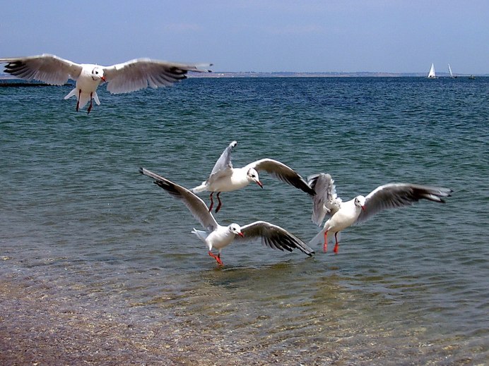 Морские птицы Баренцева моря