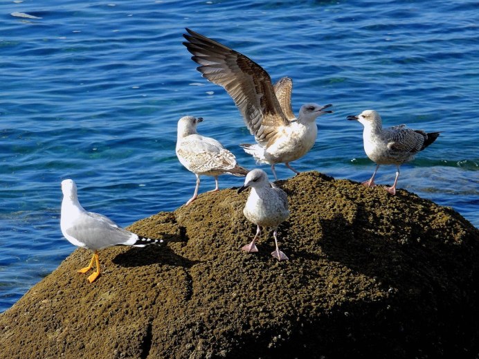 Чайки черного моря