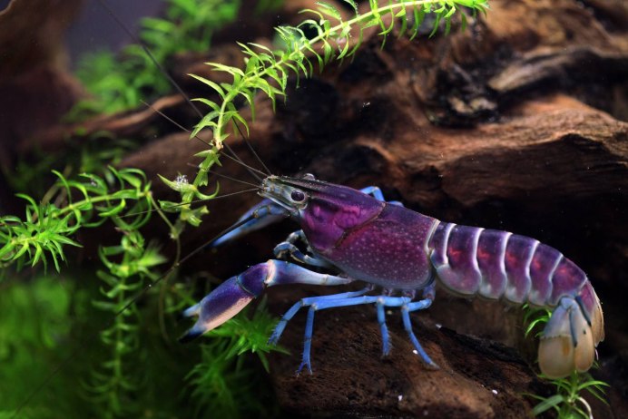 Лобстер аквариумный