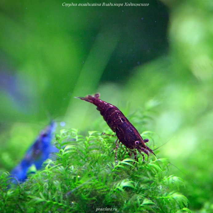 Креветка вишня