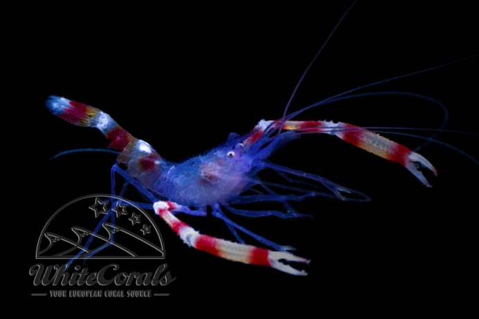 Stenopus zanzibaricus