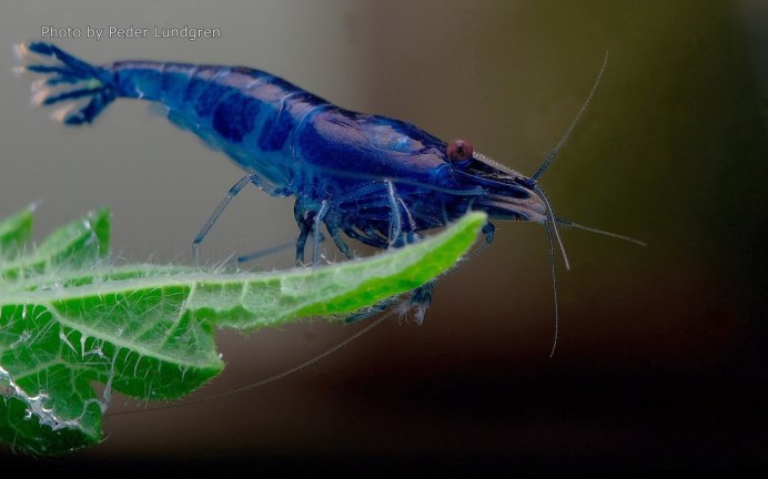 Креветки Тайвань фиолетовая