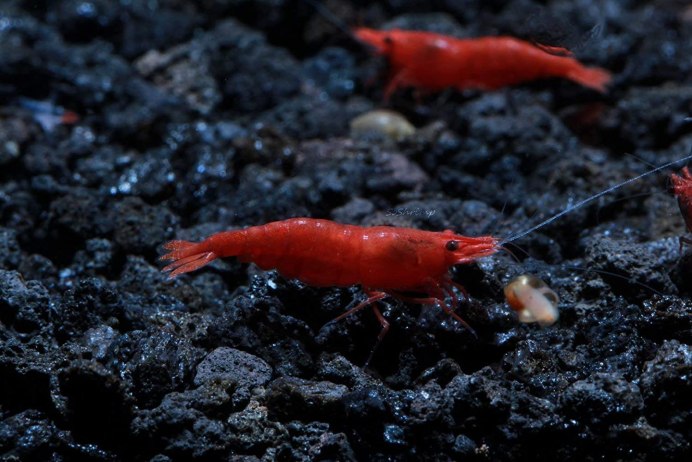 Caridina cantonensis Blue Tiger
