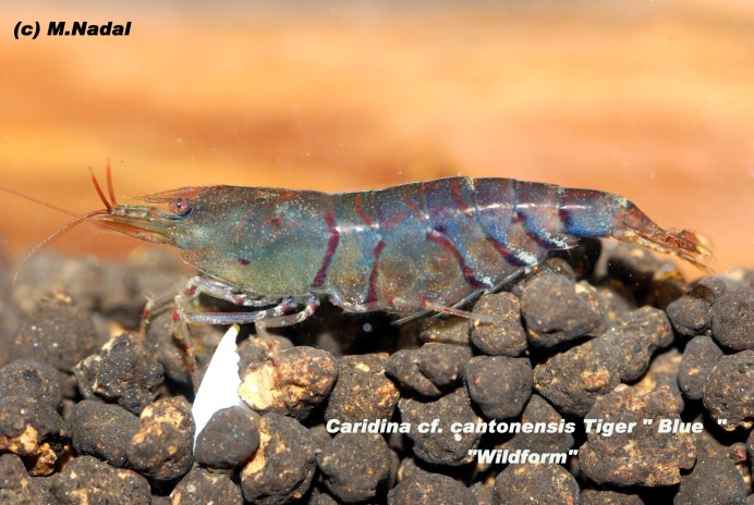 Креветка Пинто