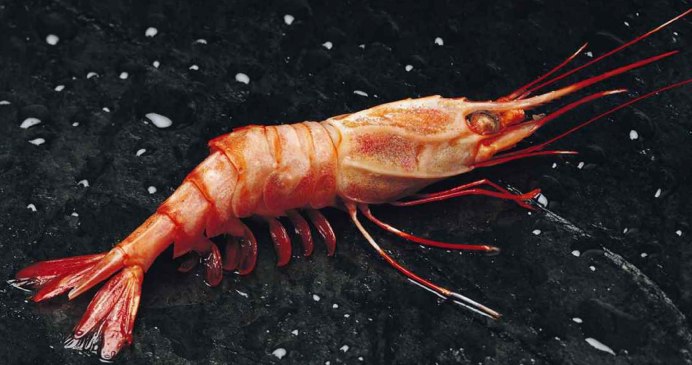 Креветка вишня цвета