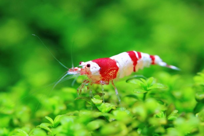 Креветка Сакура