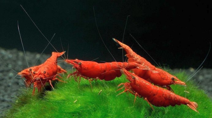 Креветка синий вельвет