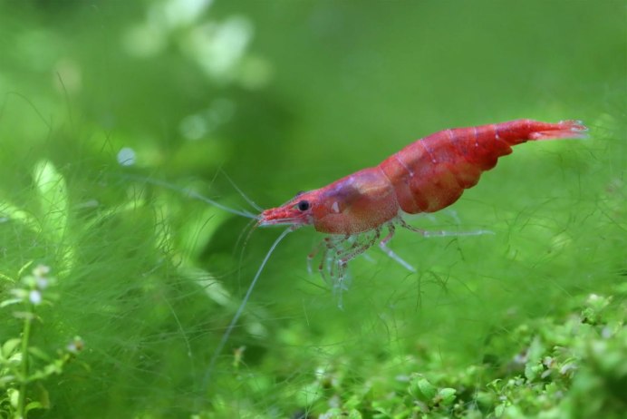 Аквариумные креветки Блю болт