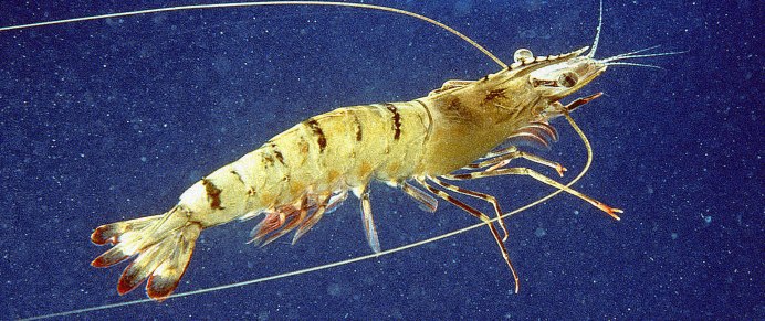 Креветка Макросъемка