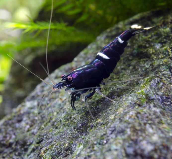 Сулавеси Кардинал