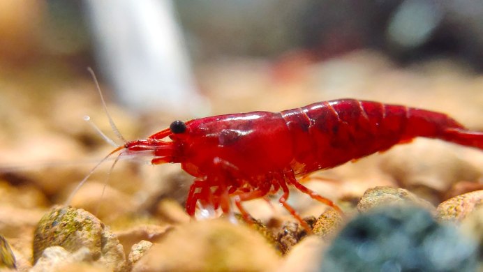 Креветки Блю Дрим