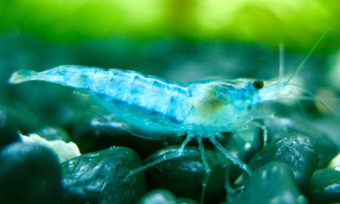 Красный Флоридский краб