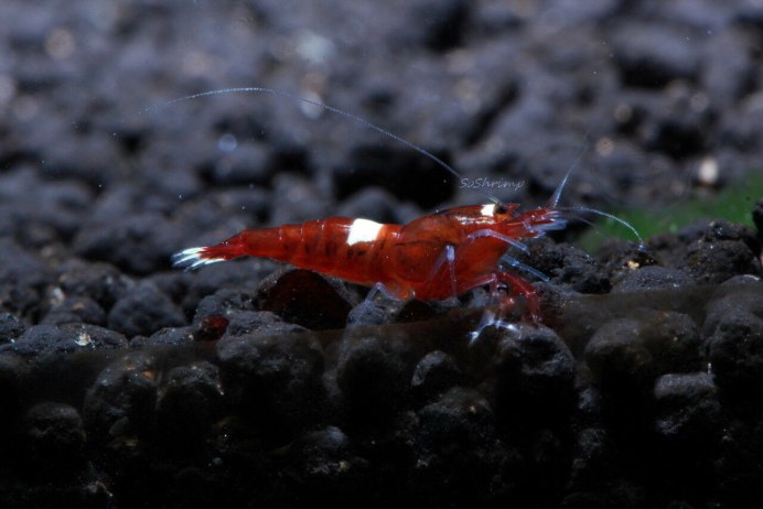 Caridina CF. Cantonensis