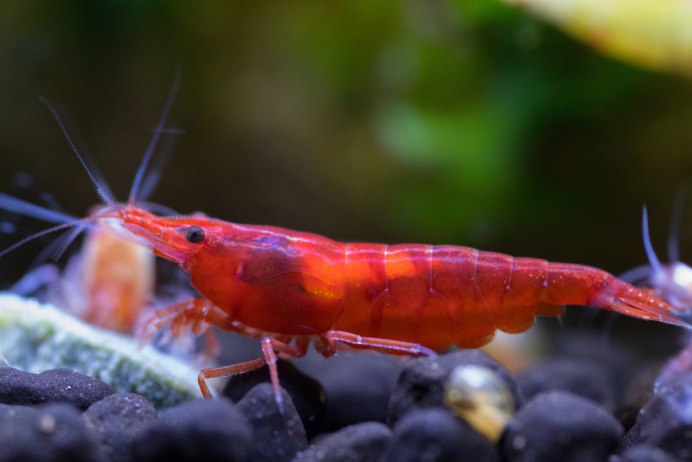 Аквариумные креветки Рэд Файер