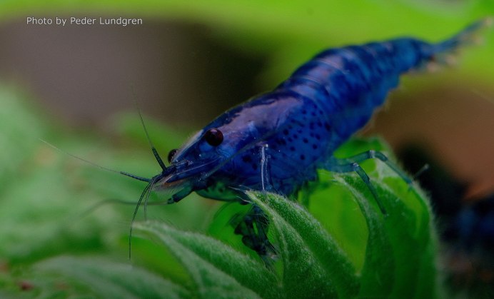 Креветка лангустина лангуст Омар