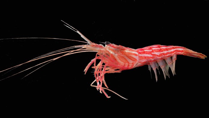 Креветки черри