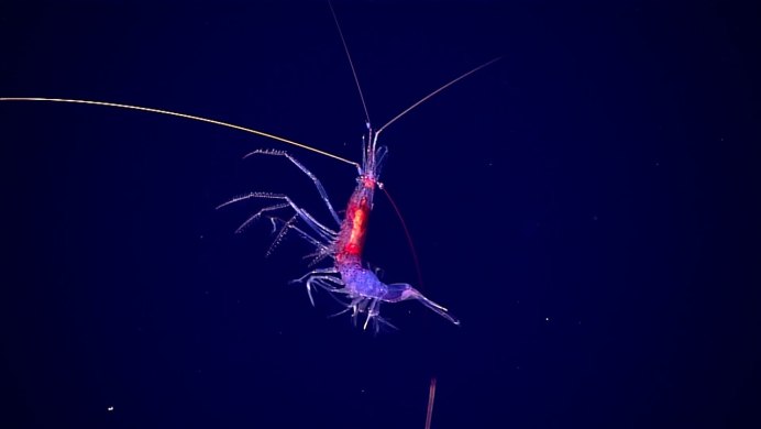 Креветки черри