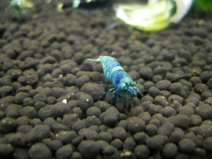 Креветки Taiwan Bee