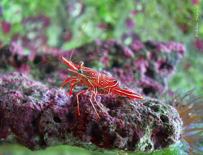 Креветка маленькая Живая