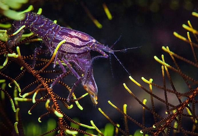 Фиолетовые креветки аквариумные