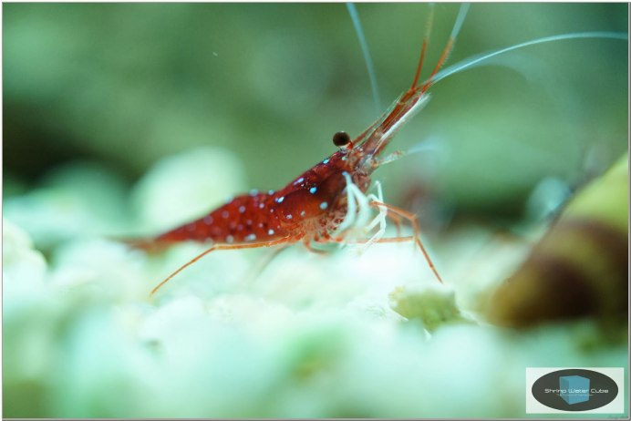 Неокорида Bloody Mary креветка