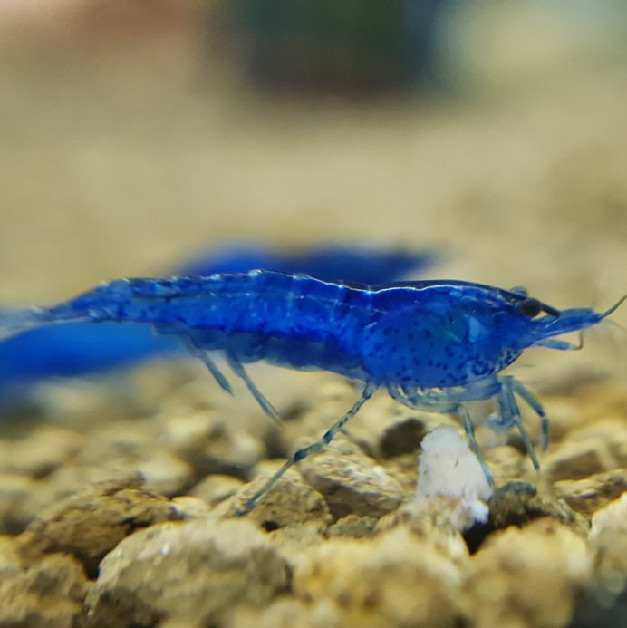 Креветка рили оранжевая