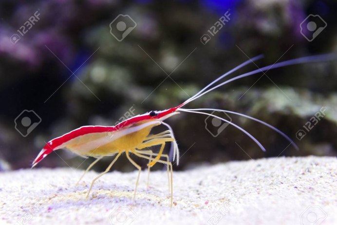 Аквариумные креветки