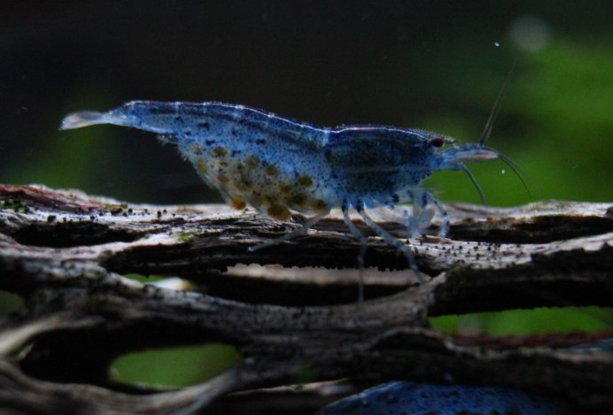 Креветка Taiwan Bee Blue Bolt